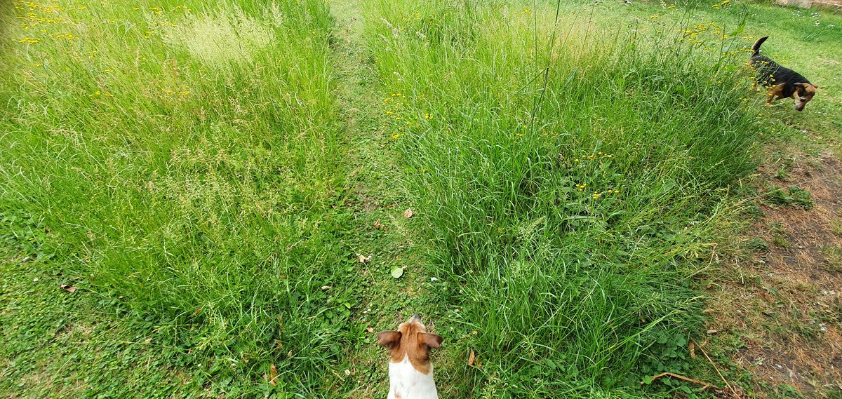 Talking #lawns and #nomowmay and all things garden on <a href="/BBCOxford/">BBC Oxfordshire</a> tomorrow morning with <a href="/LilleyMitchell/">Lilley Mitchell</a> 
Tune in just after 9am on #bbciplayer