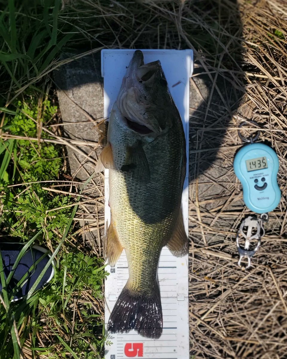 BullFishing's tweet photo. ⁡⁡昨日と同じ場所でFishArrowフォールシェイカーで46センチの1435g！
⁡#釣り⁡
⁡#フィッシング⁡
⁡#バス釣り ⁡
⁡#バスフィッシング ⁡
⁡#bassfishing ⁡
⁡#GoPro⁡
⁡#ActyGo⁡
⁡#fisharrow ⁡
⁡⁡#フォールシェイカー
⁡#shimano ⁡
⁡#daiwa ⁡
⁡#サンヨーナイロン https://t.co/HL9su2bdTA