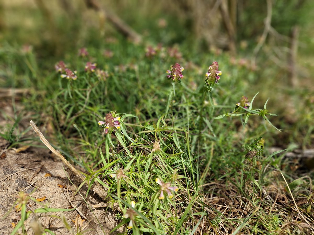 Jens Svenning (@jcsvenning) on Twitter photo Wonderful to see the endangered open-#woodland+#grassland parasitic plant crested cow-wheat (Melampyrum cristatum) in population explosion in the trophic #rewilding area Molslab <a href="/Naturhistorisk/">Naturhistorisk Museum Aarhus</a> (Denmark), likely benefiting from the #megafauna + #broom combination 🌿🐎🐂🌞🙂 Wonderful to see the endangered open-#woodland+#grassland parasitic plant crested cow-wheat (Melampyrum cristatum) in population explosion in the trophic #rewilding area Molslab <a href="/Naturhistorisk/">Naturhistorisk Museum Aarhus</a> (Denmark), likely benefiting from the #megafauna + #broom combination 🌿🐎🐂🌞🙂