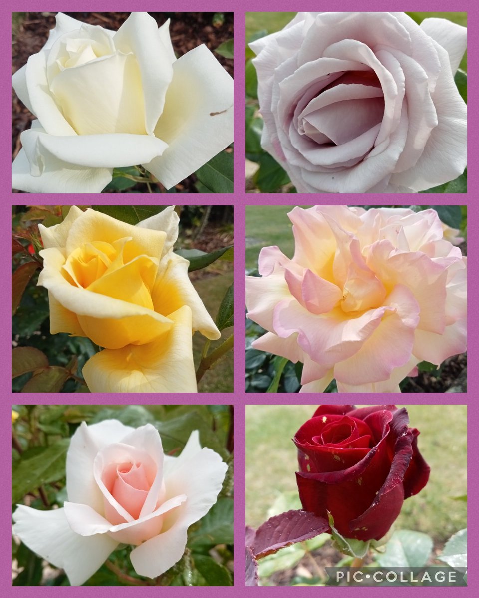 loganjacky's tweet photo. "Roses roses all the way"🌹 #sixonsaturday 
Happy ☀️ Saturday all 🤗 https://t.co/oJb8k3QdTG