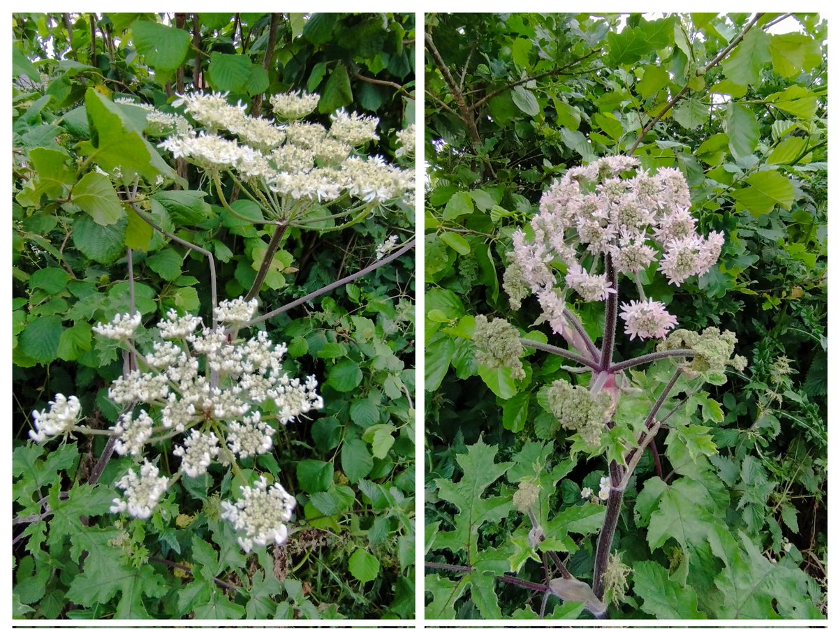 Ok twitter - are either of these #gianthogweed? #dogsoftwitter #doggo