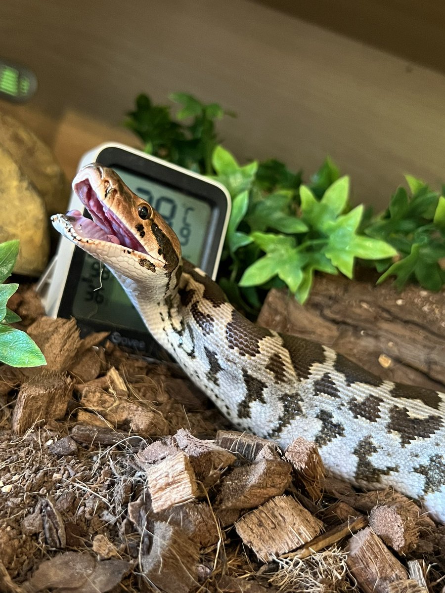 leechladymarie's tweet image. Red the Indian Python (Python molurus molurus) after enjoying a nice rat. 

#indianpython #snake #pythonmolurusmolurus #giantsnake #largeconstrictor