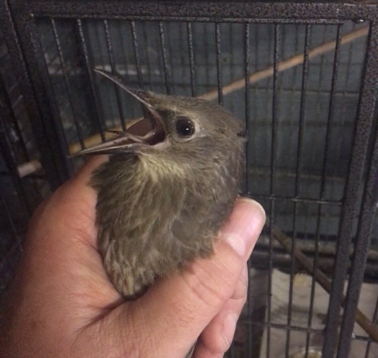 Grounded juv. Starling been dropped off with me. Probably hit a window. Quite lethargic at first but became animated & vocal by time I gave it once over. Have left in quiet, dark place to recover. Hopefully fly off soon.
#starling #wildliferescue #wildliferehab #wildliferehabber