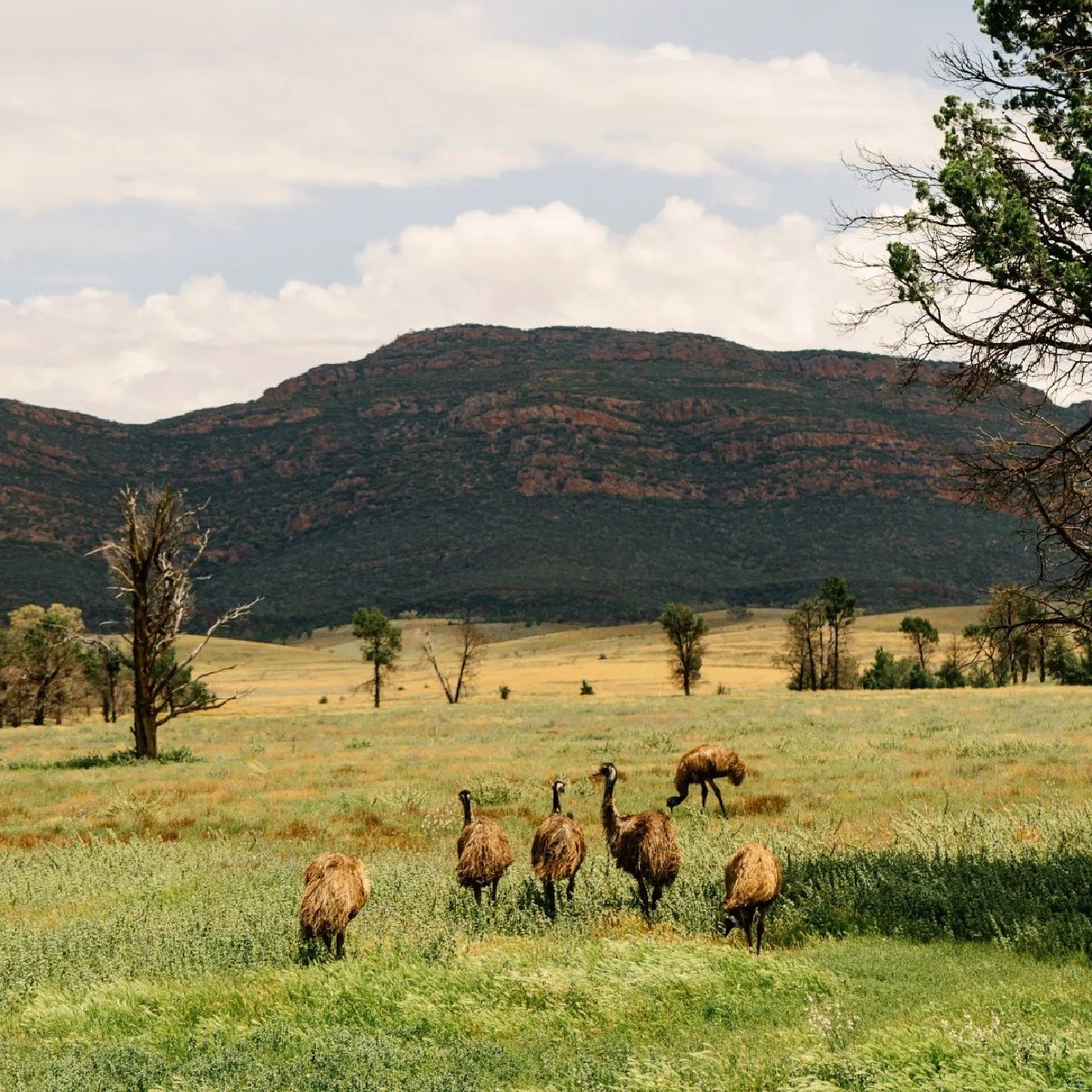 Hello, is emu you're looking for? 🤭🎵 IG/riah.jaye caught these photogenic locals strutting their stuff through @southaustralia's #FlindersRanges - home to the Adnyamathanha people. #seeaustralia #comeandsaygday