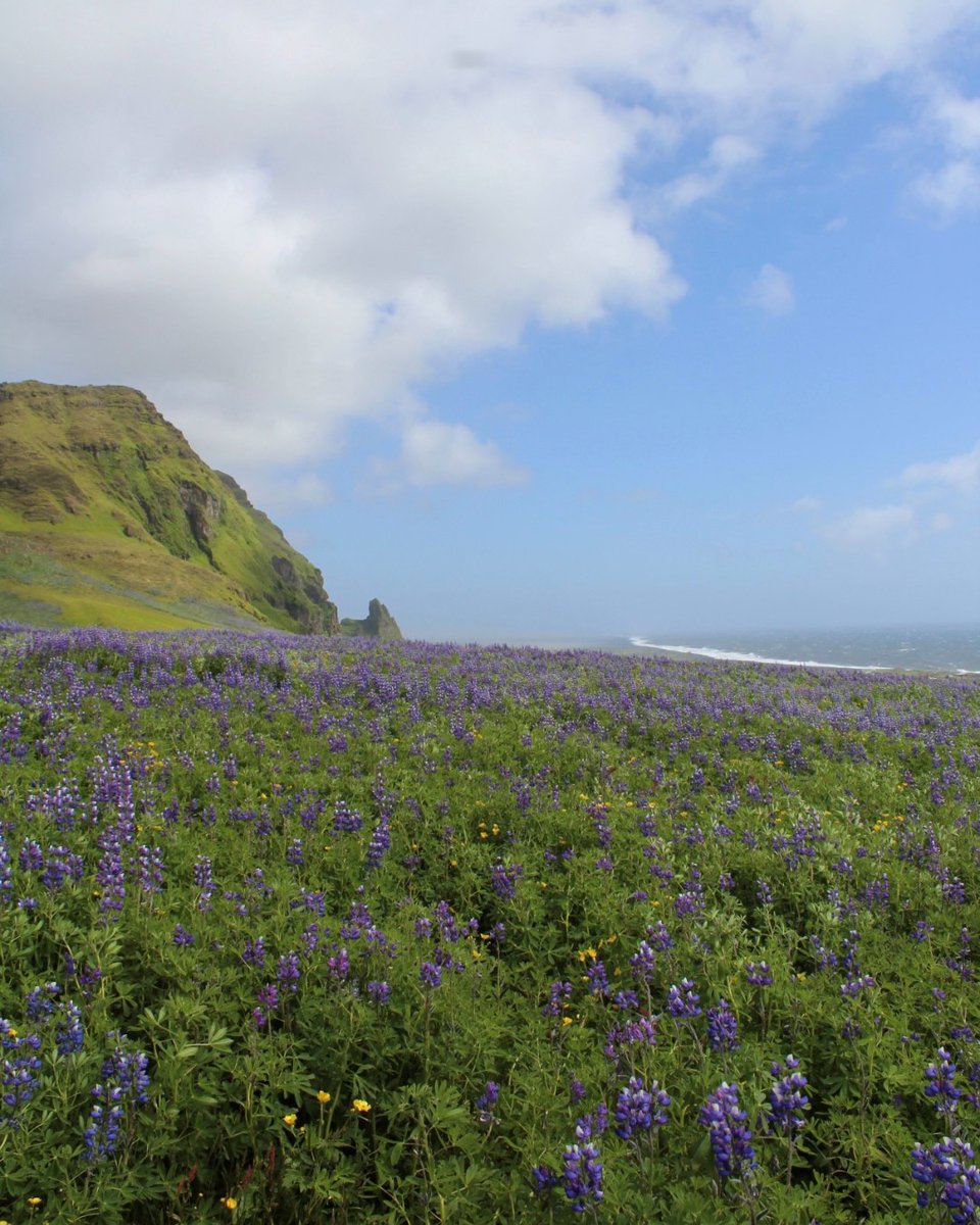 Today, we celebrate Iceland's Independence Day. Gleðilegan Þjóðhátíðardag! 🇮🇸 

Celebrate our beautiful country with a flight ride using promo code: 17JUNI