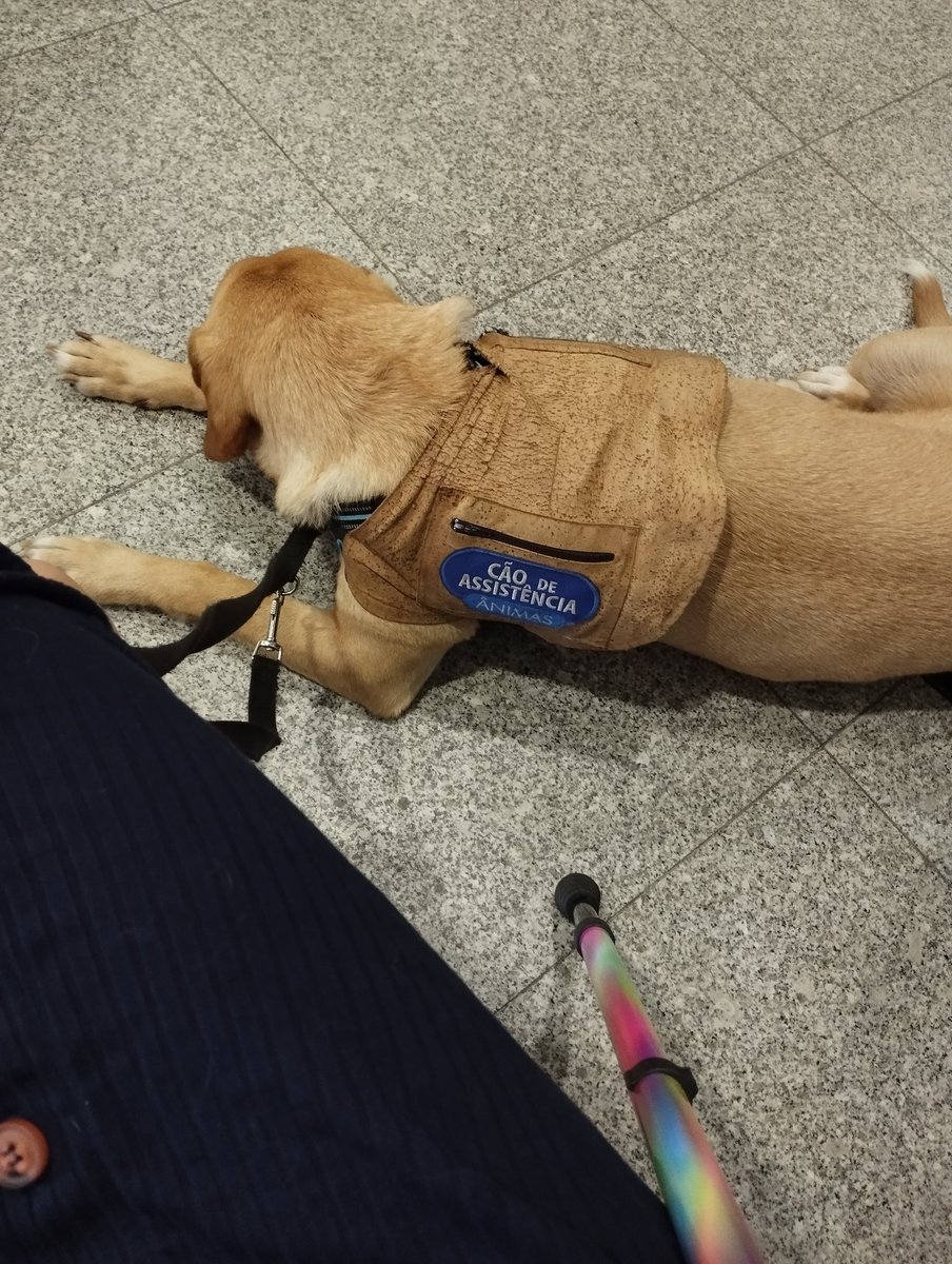 The added burden to have to disclose my disability and explain it, as well as why I need my #assistancedog it's tiring. We need facilitated forms of ID such as the #EUDisabilityCard that doesn't make us have to disclose personal information.