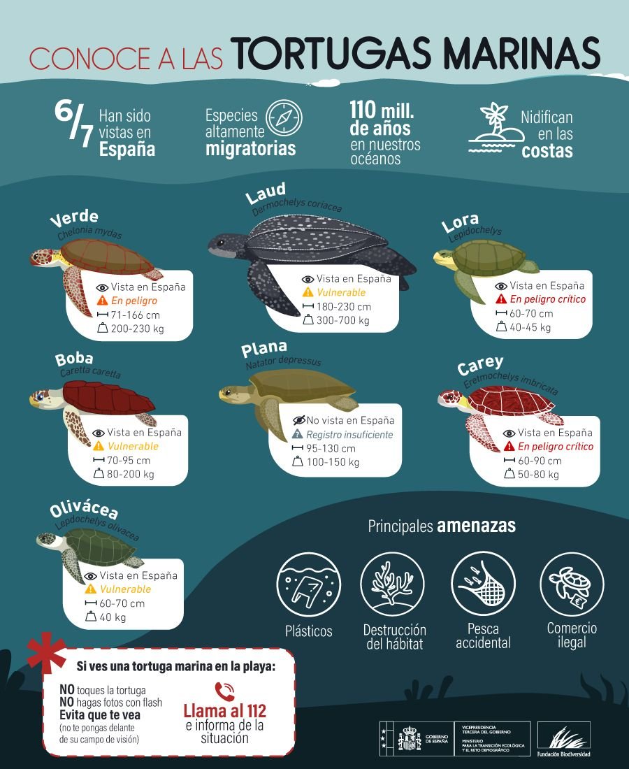 Si ves una tortuga marina en la playa o en alta mar:

🐢 NO toques la tortuga
📸 NO hagas fotos con flash
👁️ Evita que te vea

☎️ Informa y llama al 1⃣1⃣2⃣ e informa de la situación

#DíaMundialDeLasTortugasMarinas