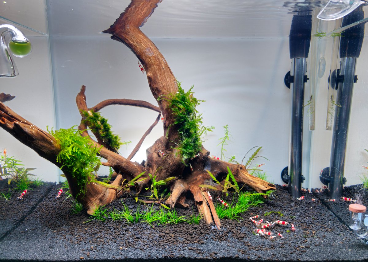 CD_Musgrave's tweet photo. The #GreenIsland #PlantedAquarium #Caridina #RedCrystals 🦐 #Aquascaping 🌱 https://t.co/KevoJ7MnWK
