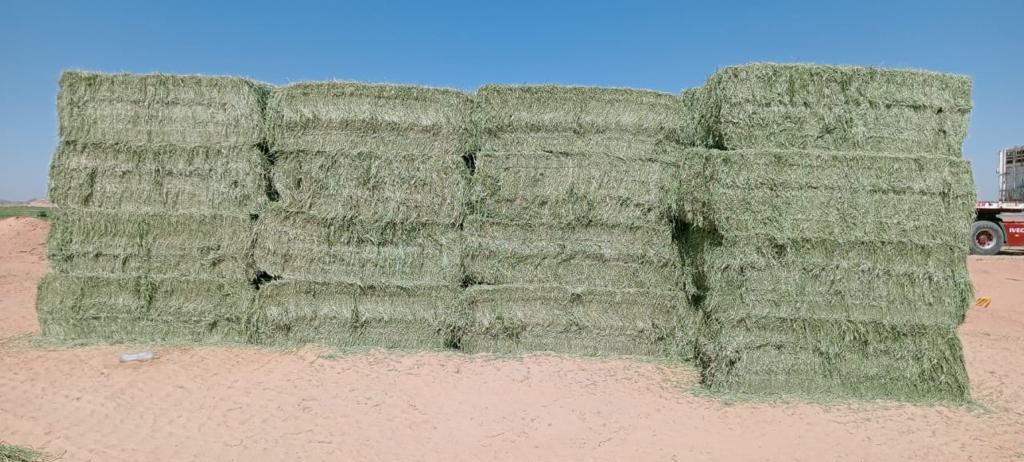 OrganicExport's tweet photo. @NadecFoods @AdfGovSa برسيم حجازي مصري للتصدير من توشكي وشرق العوينات والسعر واصل أي ميناء للدول العربية 360 $ للإتصال :00201018634828 /01507400484 https://t.co/VtuDJkYjbI