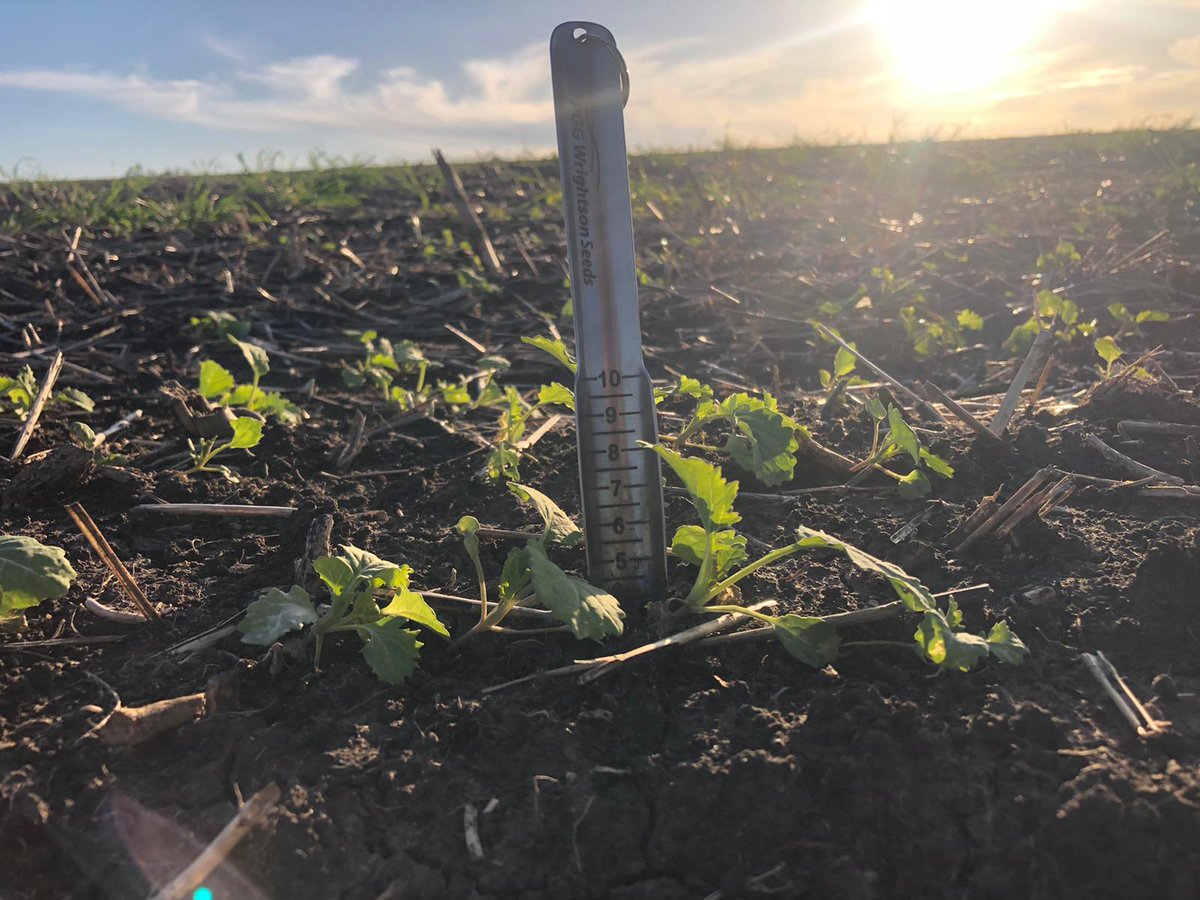 Evaluando implantación de colza Nuvette por San Roque, Colonia. 

Excelente instalación del cultivo algo golpeado por las heladas recientes

Técnico comercial Ing Agr Gonzalo Ferrari de Agrocentro Carmelo