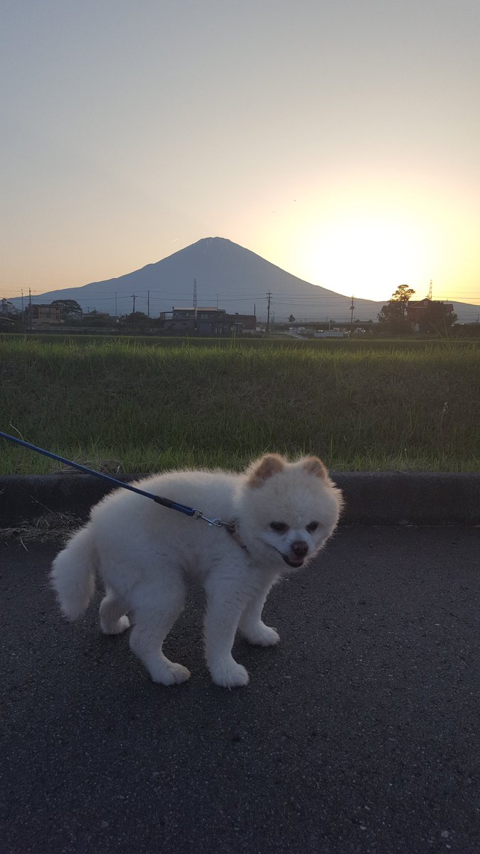 94S8m3gugZ8bzAb's tweet photo. こんばんは☺
Good evening

夕暮れの散策で富士山🗻は雲の中

　富士山🗻と夕焼けが綺麗でした✨

#flower 
#sunrise.&amp;sunset
#sunsets
#beautiful
#mt.fuji
#nature
#mtfu
#富士山
#mtfujiphto
#mtfujiphto_jg 
#flower
#夕焼け
#睡蓮
#花菖蒲 https://t.co/ubrYBMOfCJ