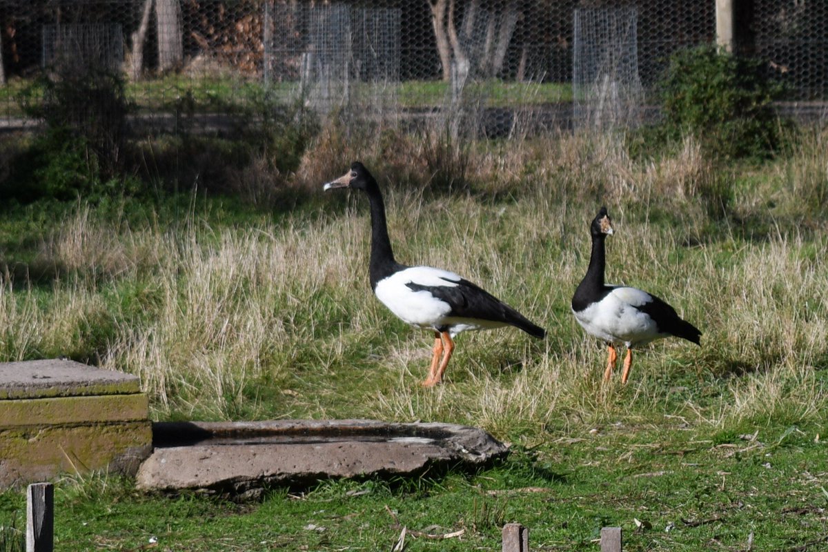 milobirdtime's tweet photo. magpie geese #BirdsOfTwitter #birdphotography #birding #goose #geese https://t.co/BNxeiuUhgV