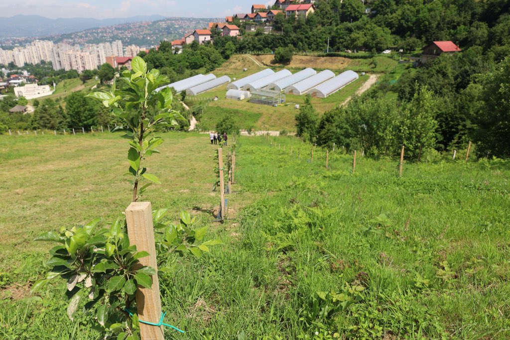 TİKA, #Saraybosna'da meyve bahçesi oluşturdu

🍎🍐Novi Grad Belediyesi Parkı içindeki tarım eğitim alanına elma ve armut fidanı ile ekipman desteği sağlanarak otantik meyve bahçesi oluşturuldu.

✅Bahçenin öğrenciler ve tarım üreticileri için eğitim alanı olarak kullanılmasını…