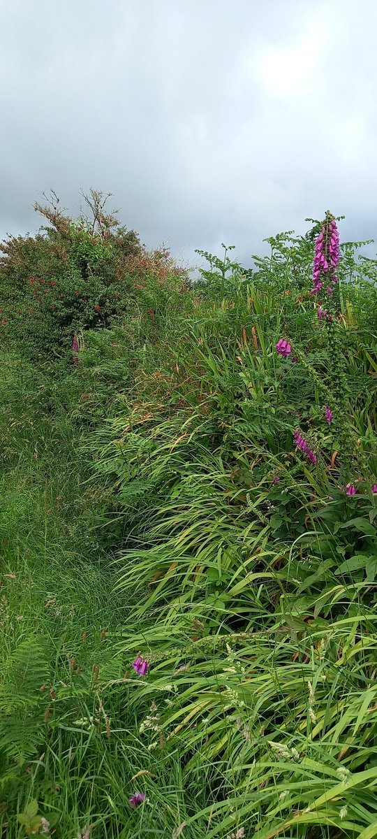 Diary of a homecare worker. The hedges/ditches. West Cork, Ireland. 🇮🇪