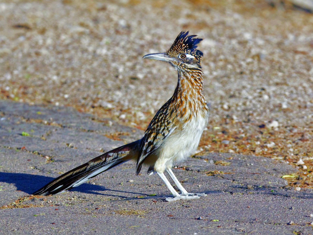 Beep Beep Roadrunner, Nevada, USA 🇺🇸