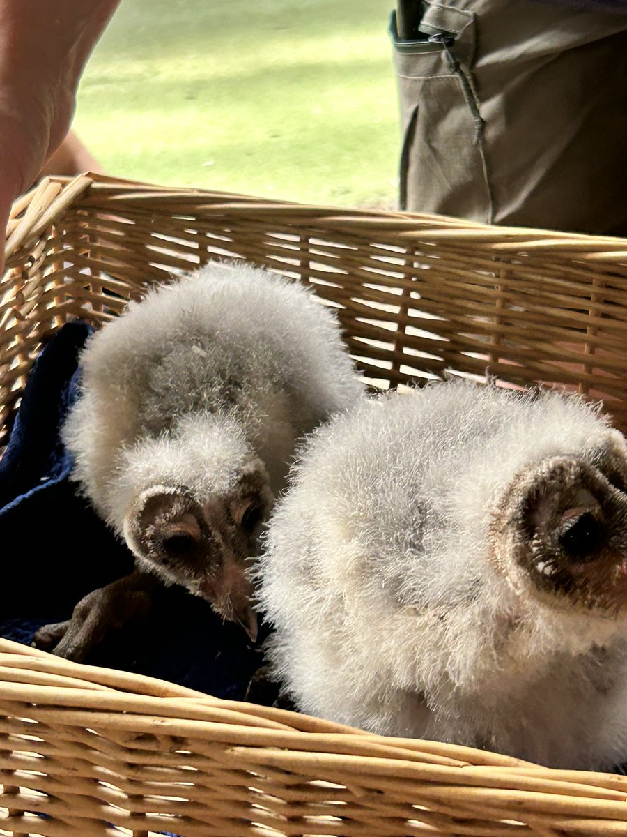 𝓜𝓲𝓼𝓼 𝓒𝓵𝓮𝓪𝓿𝓮𝓻 tweet media