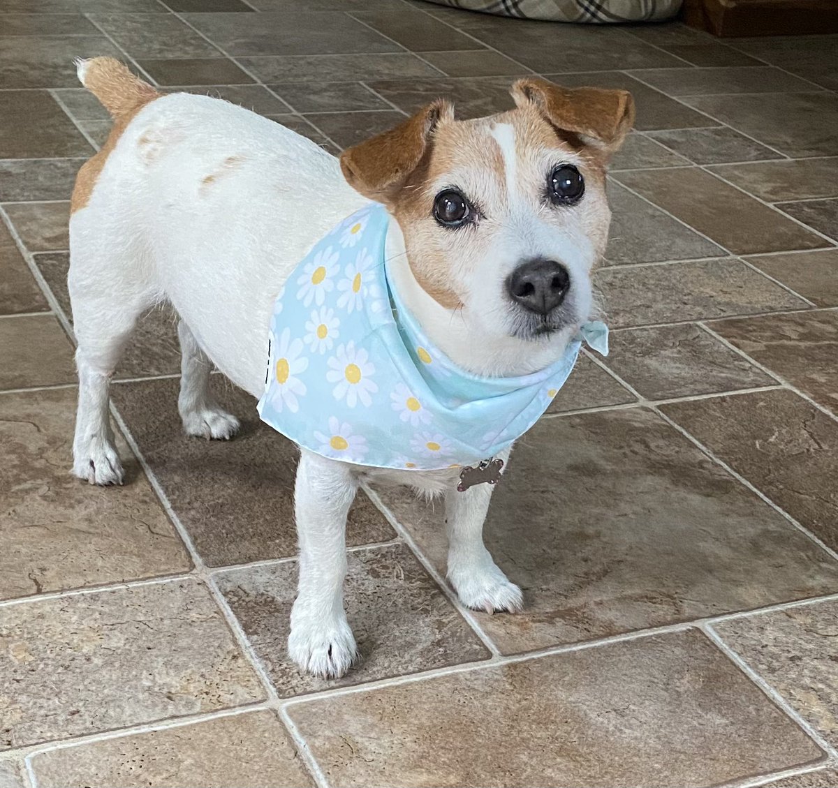 Lt. Daisy Mae (@daisymaejack) on Twitter photo All dressed pup in my Daisy scarf from <a href="/shopwagandtail/">Wag + Tail</a> Gram &Gramp are goons wuv it!! πΈπΎ #prettygirl #dogsoftwitter #dogsarefamily #jackrussellterrior All dressed pup in my Daisy scarf from <a href="/shopwagandtail/">Wag + Tail</a> Gram &Gramp are goons wuv it!! πΈπΎ #prettygirl #dogsoftwitter #dogsarefamily #jackrussellterrior