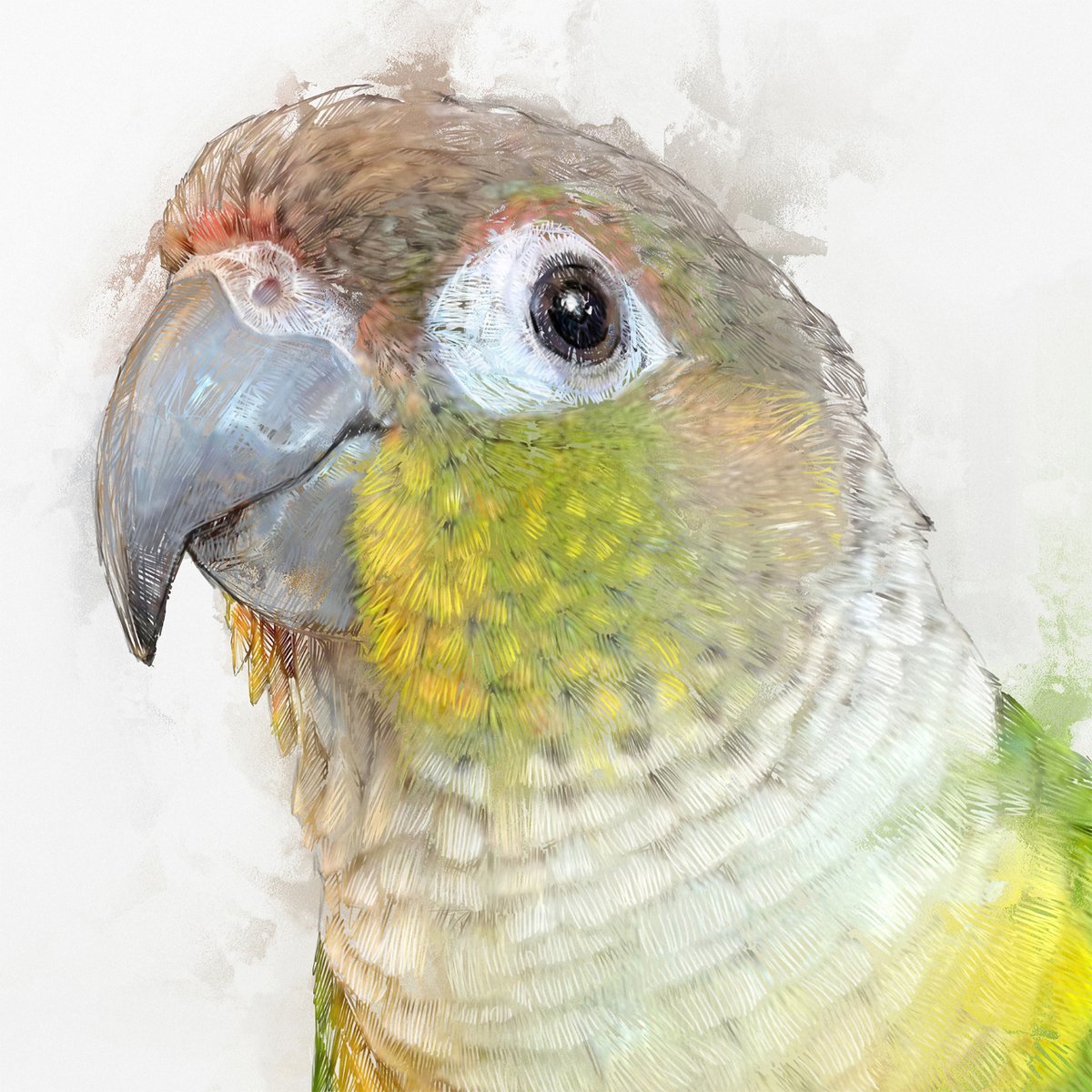 Hilltop_Pixel's tweet photo. Custom Bird Portrait, Beautiful Pet Artwork Canvas, Personalized Green Conure Animal Wall Art Gift
#bird #birdportrait #birdart #birdartwork #custombirdart #custombirdartwork #petportrait #petportrait #birdartist #parrot #conure
https://t.co/oh0mF0QBAa https://t.co/IJZtxJj0kd