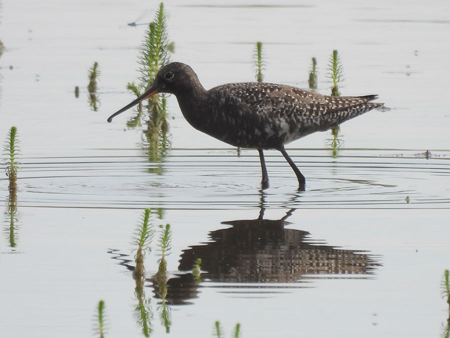 Spotted Redshank -am- Phil Stead Hide @RSPBSaltholme 
@teesbirds1