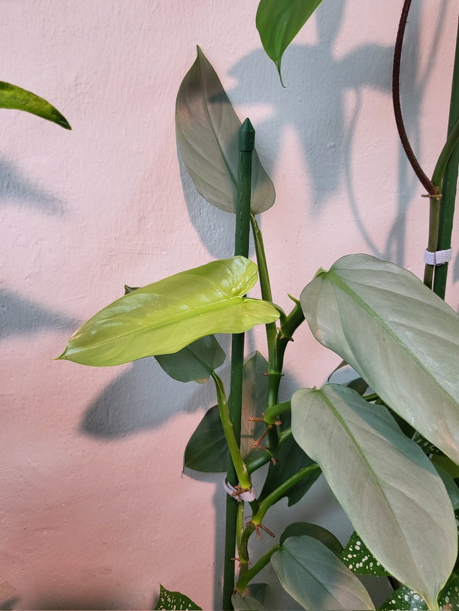 드디어 1년만에 귀가 나왔다!!💓감격