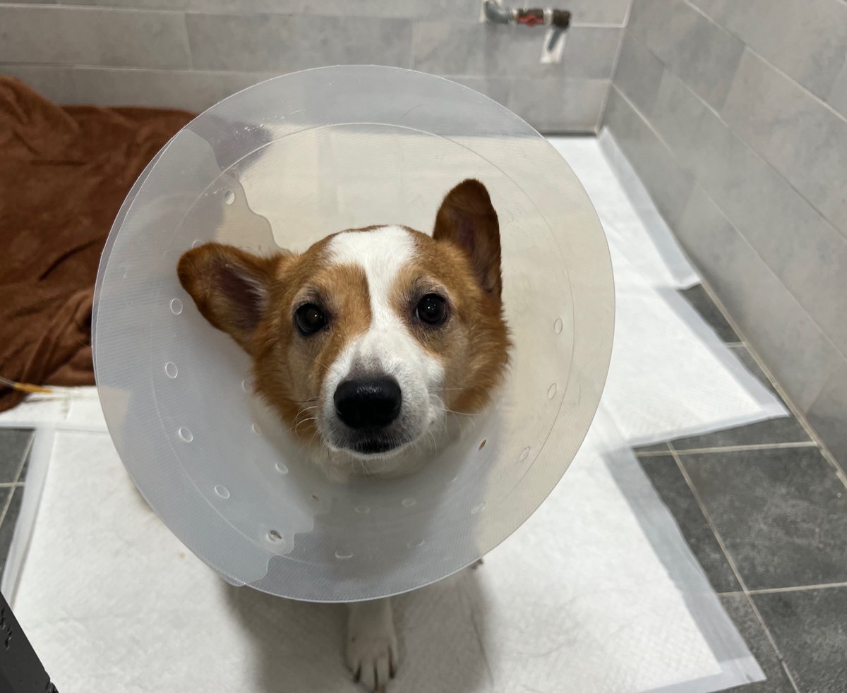 아파도 밥은 못참즤
벌써 보고 싶다, 내새꾸💛