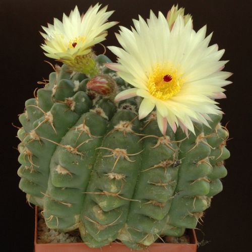 BeejwalaIndia's tweet photo. Buy Notocactus Crassigibus Yellow Flower Cactus Seeds Pack
https://t.co/4ifrKIychK

🎁 SPECIAL OFFER: Up to 90% off  
👉 Check Now: https://t.co/qkdEnDEzlA
📦 Dispatch in 1 - 2 Days
#beejwala #Notocactus #CactusSeeds #garden #gardening https://t.co/j337hKRQuI