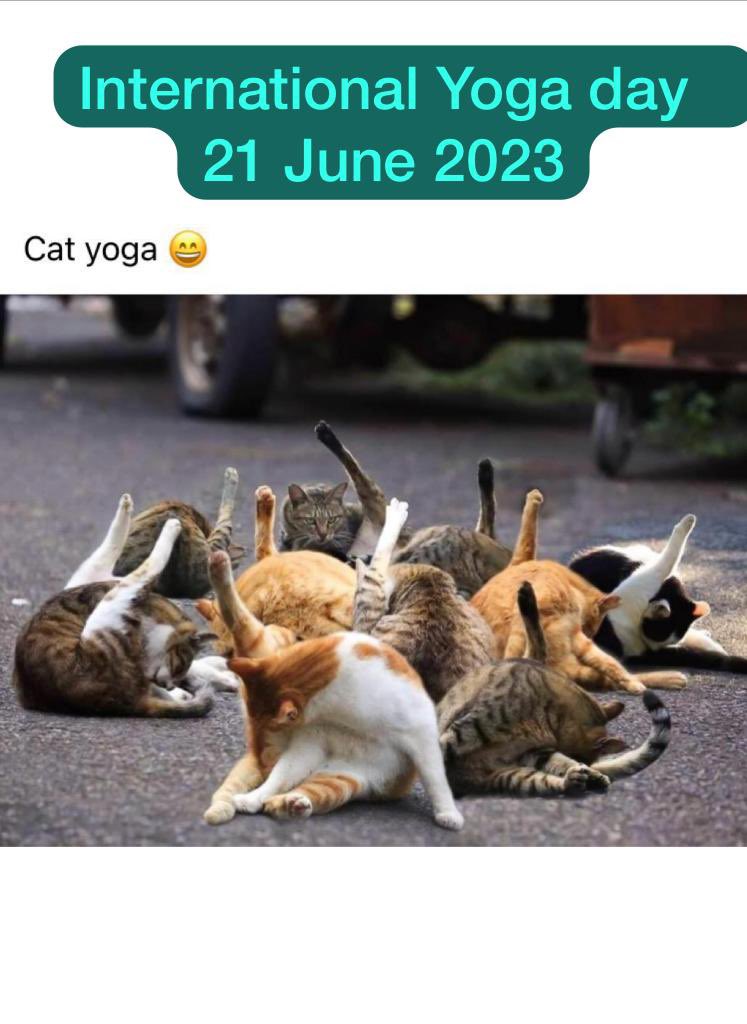 #Caturday . Time to take home a #kitty & get set for #InternationalDayofYoga2023 , link to the adoption catalog facebook.com/10000172882068….  #CatsOnTwitter ,#adotdontbuy , #AdoptDontShop ,#bengaluru , #petadoption