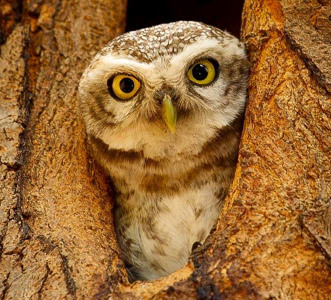 Spotted Owlet,Ranthambore an old one from the archives maybe march 2010-2011 #IndiAves #NatureinFocus #birdphotography