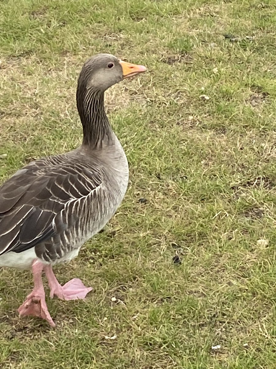 devitheguy's tweet image. the sequel..