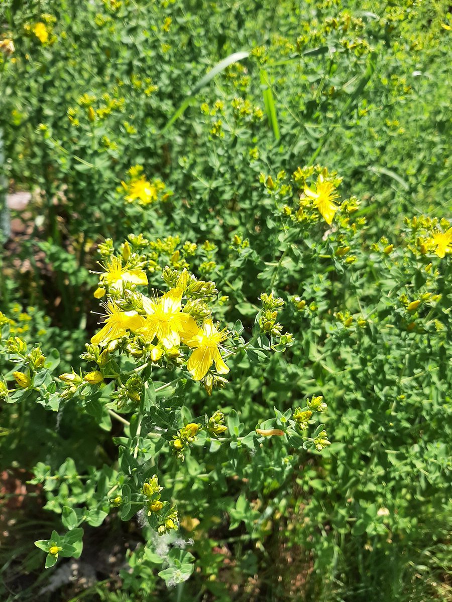 Weeeehaaa!
Today my Saint John'swort started blooming.
This miraculous plant helps me fighting mental depression during the dark days of winter. Once extracted it's liquid sunshine!
#fightwinterdepression #beingpepared #sunshineinabottle #themagicofmothernature