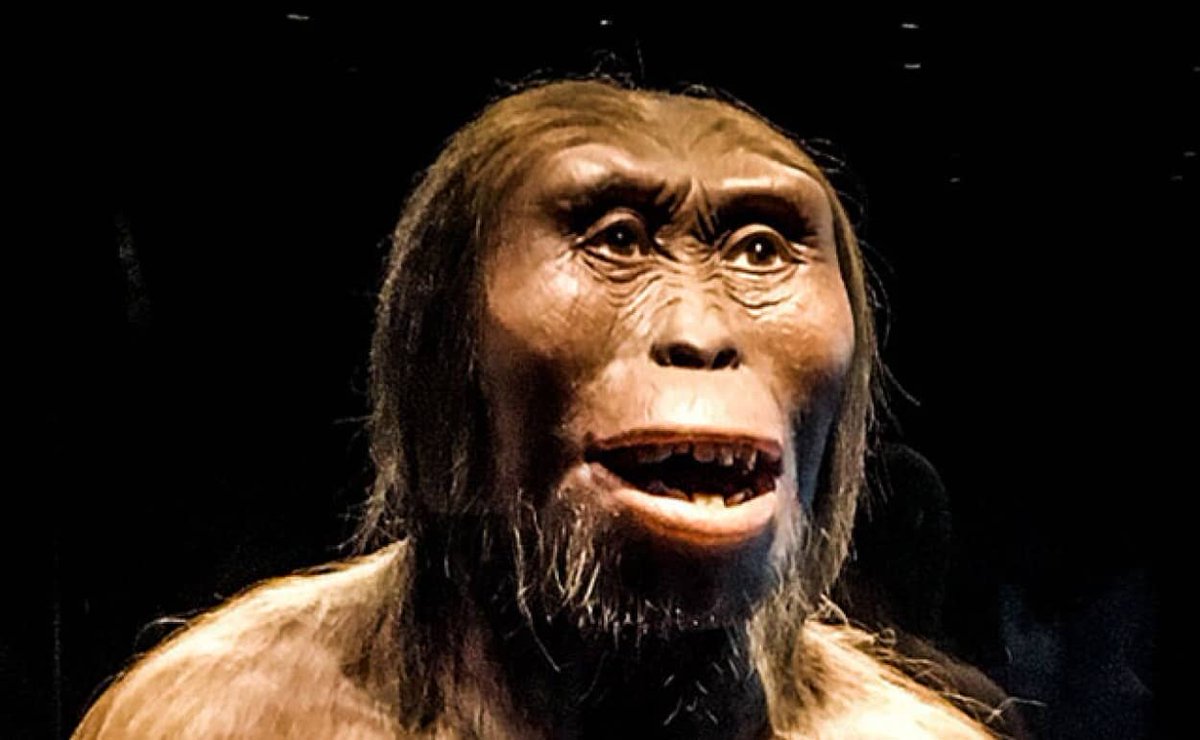 猿人ルーシーは、強靭な脚の筋肉を持ち、完全な直立二足歩行をしていた