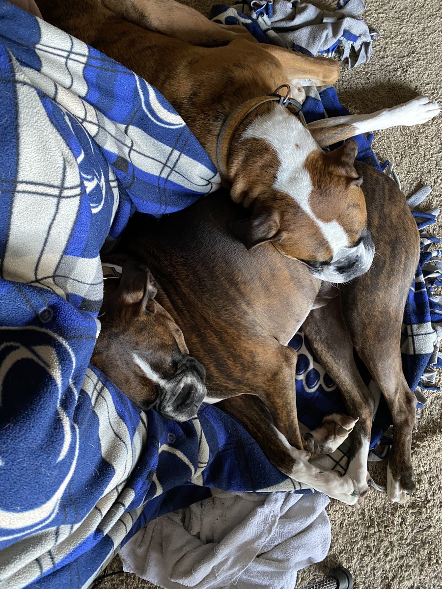 We had to wake mummy and daddy up at 6am to go back to sleep on the living room floor #boxers #boxerdogsoftwitter #dogsoftwitter #boxerlove