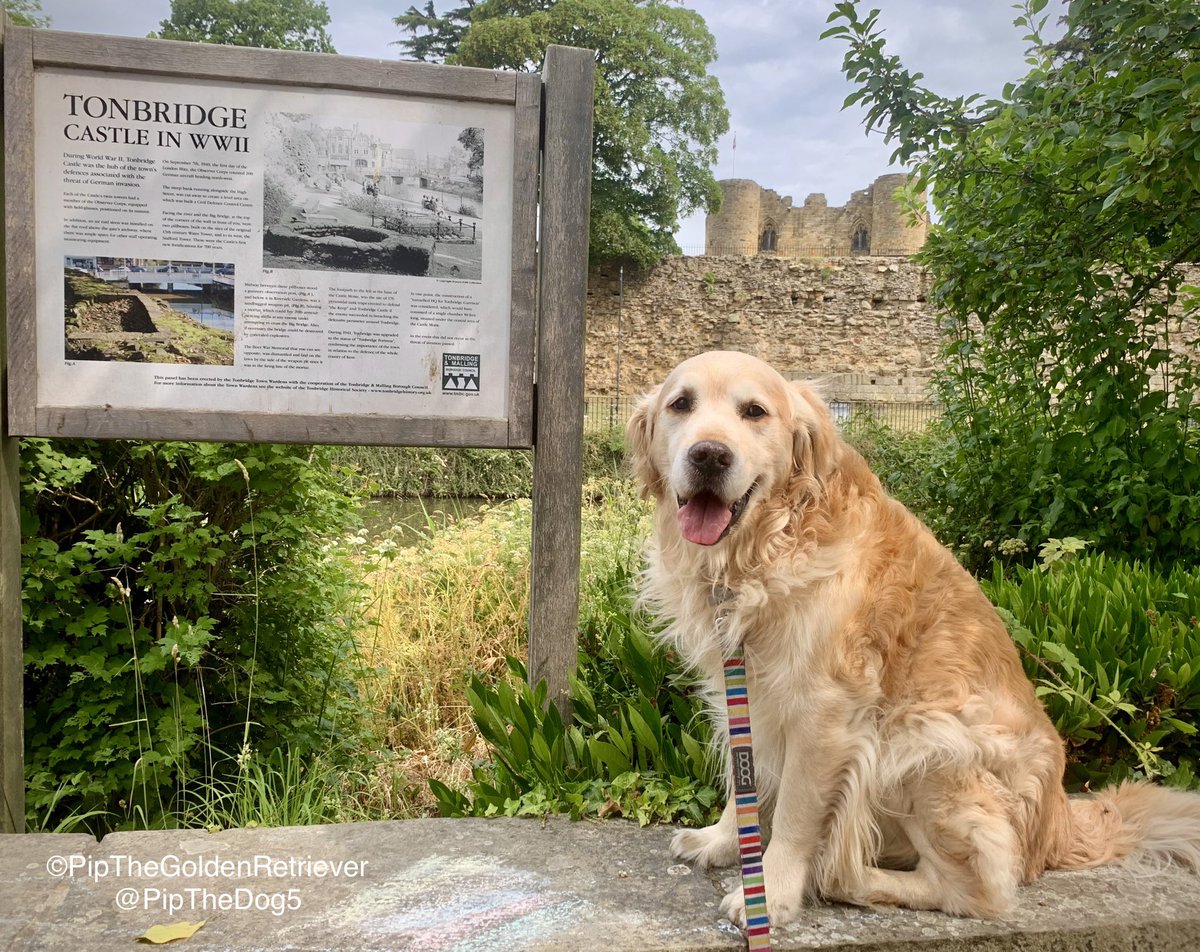 🌤️🐶🏰

Beautiful Tonbridge Castle.

#GoldenRetrievers 🐕😀🐾 #DogsOfTwitter #DogsOnTwitter