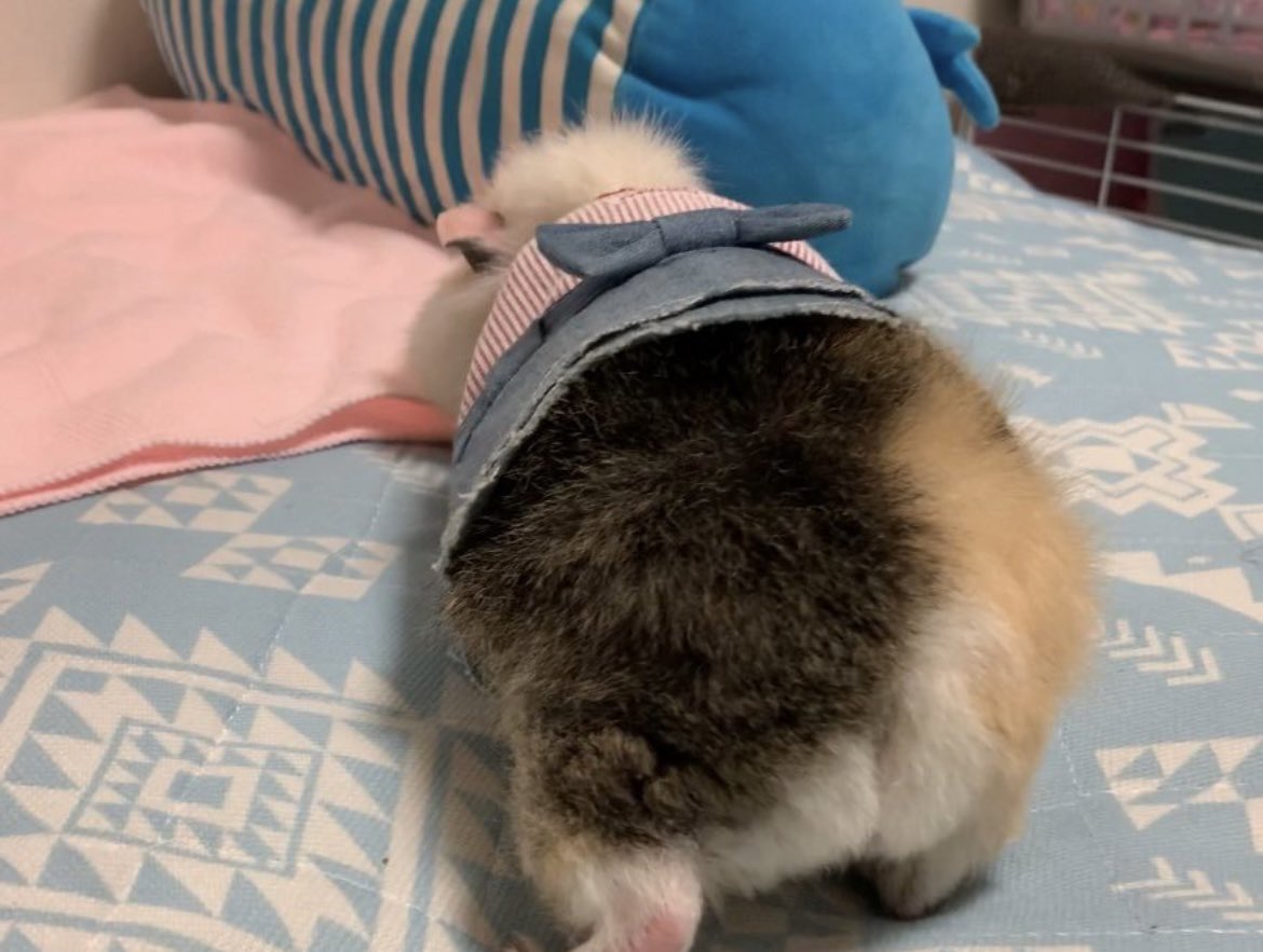 赤ちゃんみのあるモンニャー🍑
（※服はウサギ用なのでブカブカ）

#モルモット #guineapig #放し飼い
#リアルモル