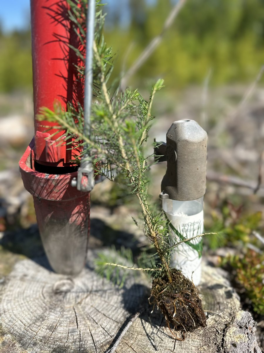 Valimaen_harri's tweet photo. Se joka istuttaa puun,
vaikka tietää,
ettei koskaan näe sen kukkivan,
ei ole hölmö,
ei itsekäs.
Hän saa nautintonsa siitä,
että joku muu tulee
joskus iloitsemaan
ja nauttimaan sen kukinnasta.
Hän elää sananmukaisesti
kahdessa ajassa:
hänelle ei kesä lopu syksyllä.

(T. Tabermann) https://t.co/nbNDN6wOGY