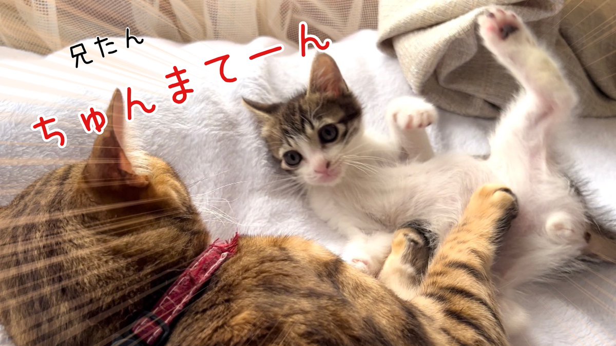 とうとう子猫がボス猫に余裕をかましはじめましたwww【預かり保護猫】

動画
youtu.be/lHfVODy6jJE #子猫 #保護猫 #猫