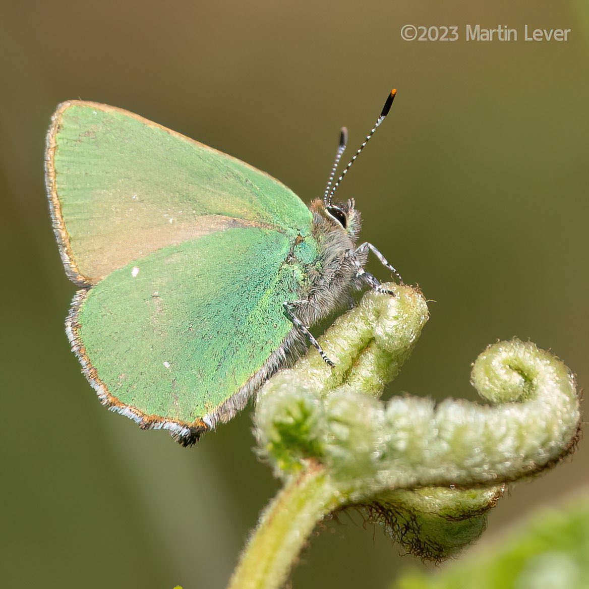 #GreenHairstreak at North Hill, Minehead #Somerset @savebutterflies