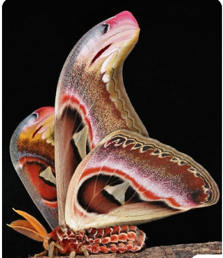 ˚Male Atlas Moth.'
This male atlas moth mimics a snake to avoid predators. During the emegency it folds it's wing and move them so as  to give an impression of the snake's tongue.
😍😉📷itchydogimages @ Flickr