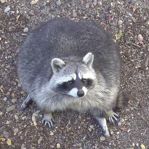 Raccoons Hourly (@raccoonhourly) on Twitter photo 2023-06-17 11:30:04