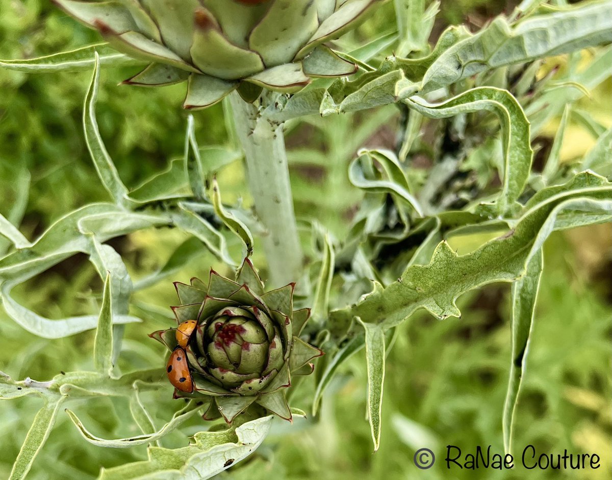 🐞 #ladybugs