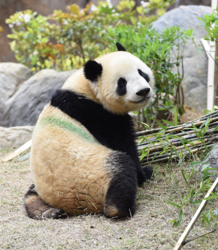 呼んだ？

#とっとこシャオたろう　#シャオシャオ　#パンダ　#上野動物園　#giantpanda #大熊猫