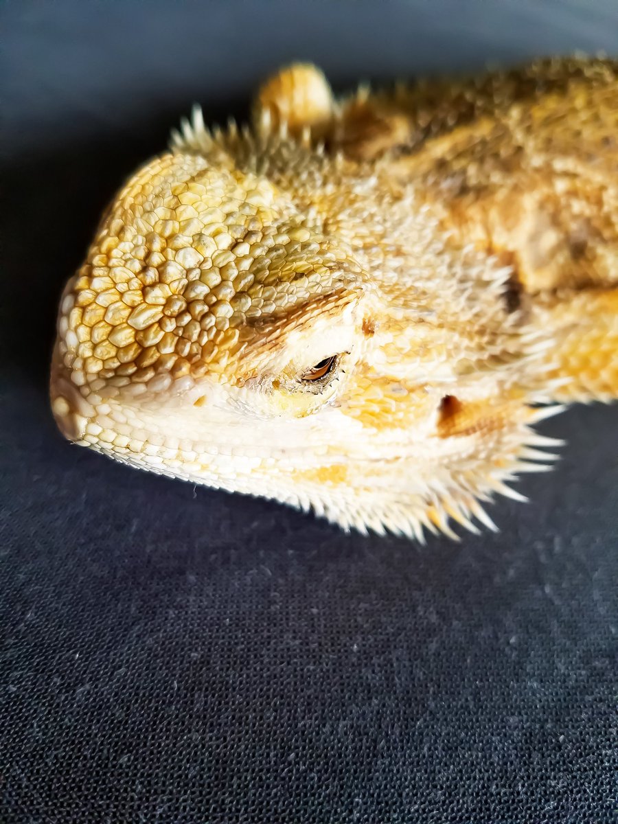 Saturday morning vibes.

#beardeddragon #beardie #reptile #rescue #sanctuary #grandforks #northdakota