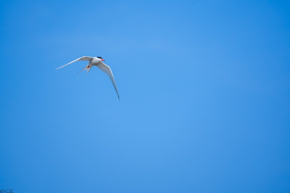 cirzh's tweet photo. #CommonTerns 💙 #Terns ⁦@BWIFingal⁩ ⁦@BirdWatchIE⁩ #TwitterNatureCommunity #BirdsSeenIn2023 #Skerries #Fingal #Dublin #Ireland #nature #wildlife #birds ⁦@LoveFingalDub⁩ ⁦@NatureRTE⁩ ⁦@FairSeasIreland⁩ #RestoreNature https://t.co/KoCNYeYR8Q