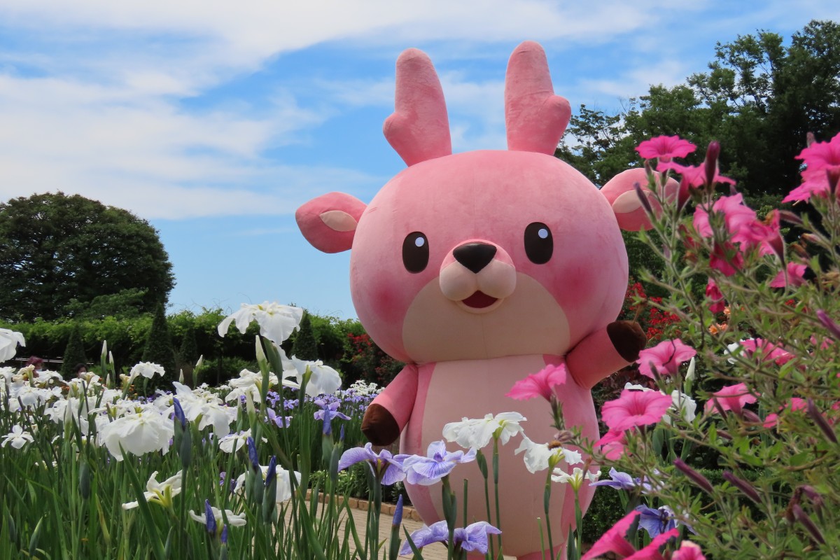 raccoon_pot's tweet photo. お花に囲まれる #イワシカ ちゃん可愛すぎた🥰
#あしかがフラワーパーク https://t.co/dpPnJuzTkl