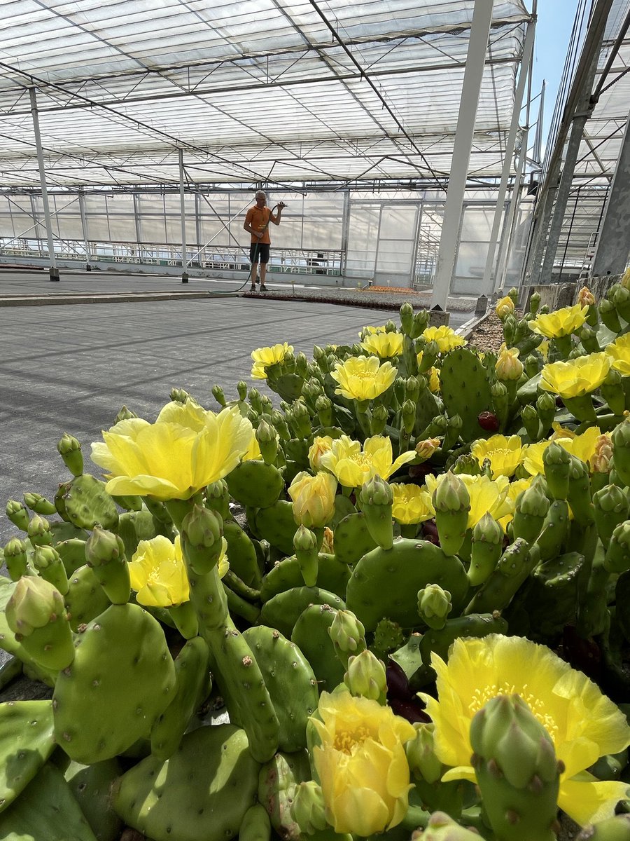One lost cactus pad in the nursery few years ago, opuntia humifusa 💥🌼🐝 <a href="/Belgicactus/">Belgicactus</a> <a href="/fabfatfriends/">fabulous fat friends</a>