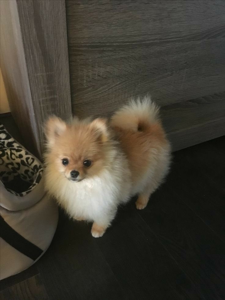 angellsie's tweet image. ❪ 💌# : @/angellsie ❫
    ━  17/06: #babyreveal🐶! say hi to my baby - little bonbon ୨୧