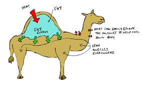 LionsFit4life's tweet photo. Did you know camel humps are energy banks? Just like them,our bodies can tap into stored fat during #fasting! It's a reminder of our incredible capabilities. 💪🐫
Release your power & realize the benefit of #autophagy #CamelHumpEnergy #FastingPower #HarnessingOurPotential https://t.co/Cu5SfOfTV4