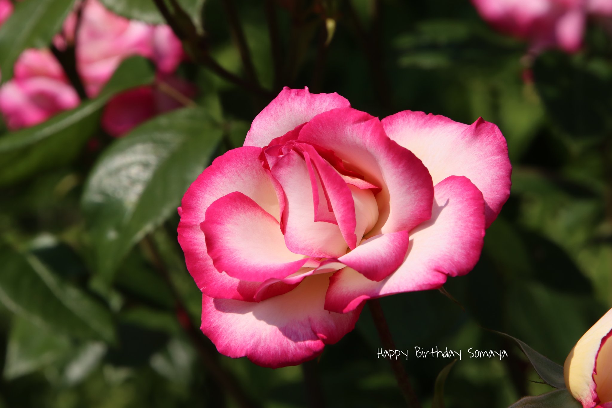 Somaya Reece (@Somaya_Reece) / Twitter