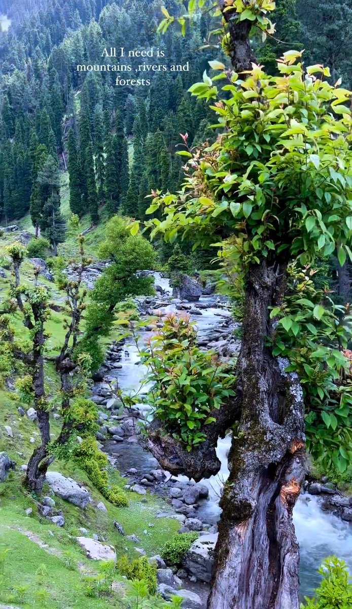 Beautiful Kashmir.... 

🍭 Aru valley 
.
.Photo Credit #the_native_kashmir 
.
.
#reelsinstagram #reelsvideo #reelsviral #trendingreels #trendingaudio #travelphotography #traveling #travelblogger #travelreels #viralvideos