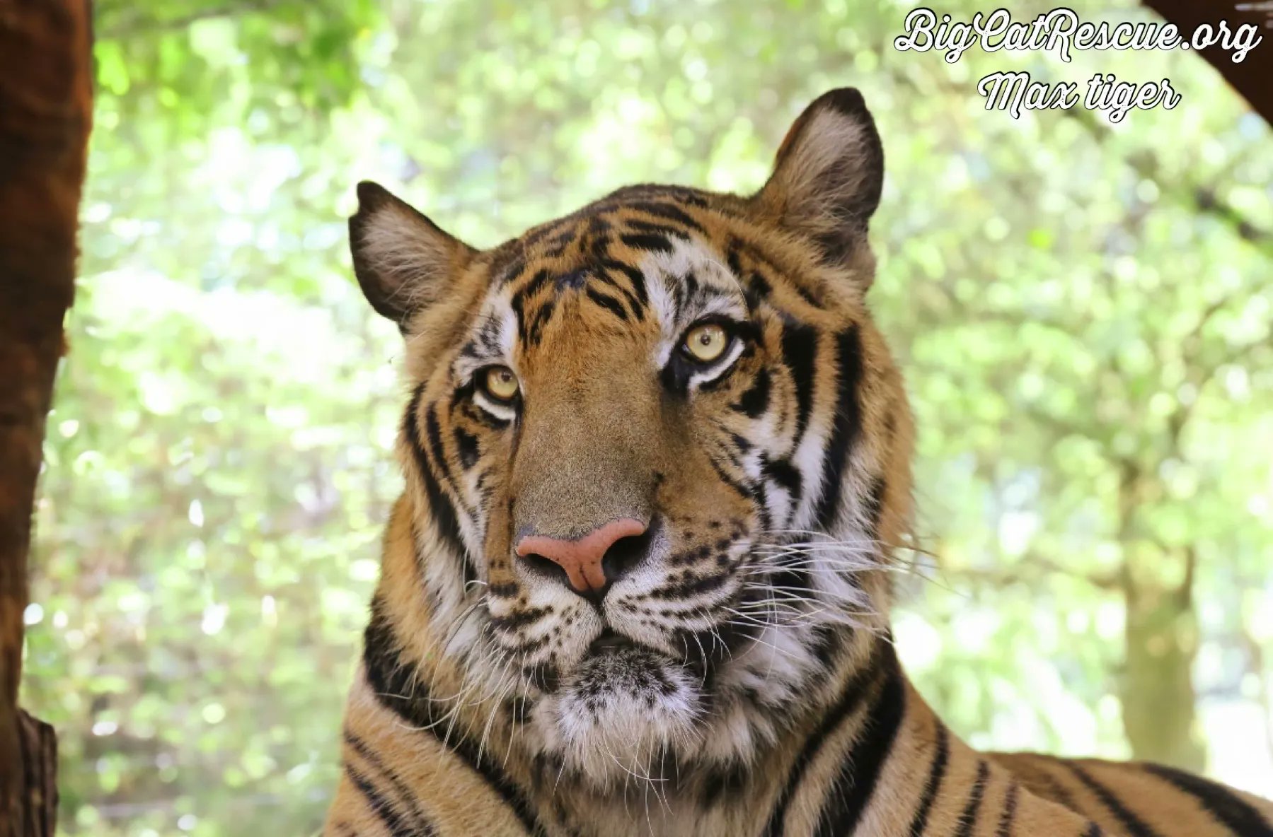 Big Cat Rescue on Twitter "Good morning Big Cat Rescue Friends! ☀️